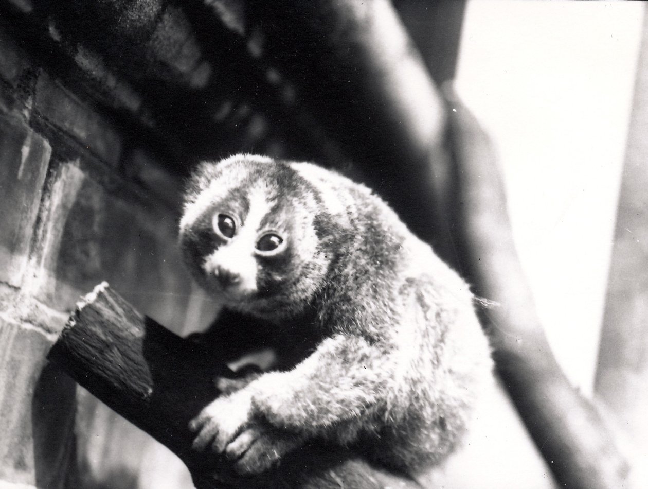 Slow Loris on a branch at the zoo by Frederick William Bond