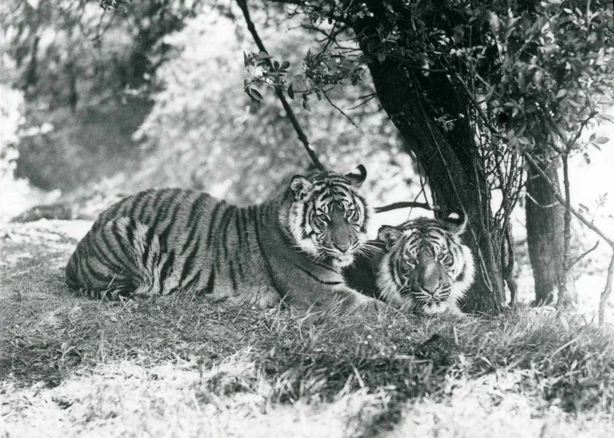 Two Tigers Resting Under a Small Tree in Their New Enclosure at Whipsnade by Frederick William Bond