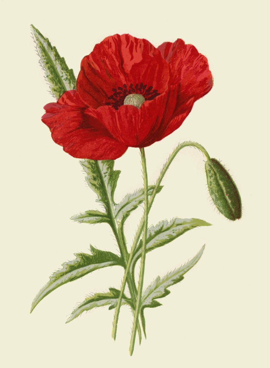 Common Poppy by Frederick Edward Hulme