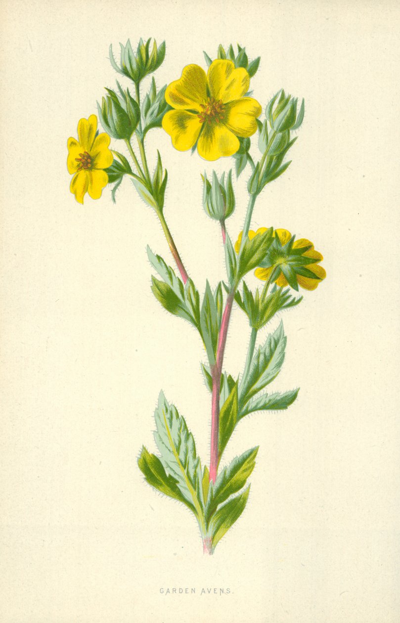 Garden Avens by Frederick Edward Hulme