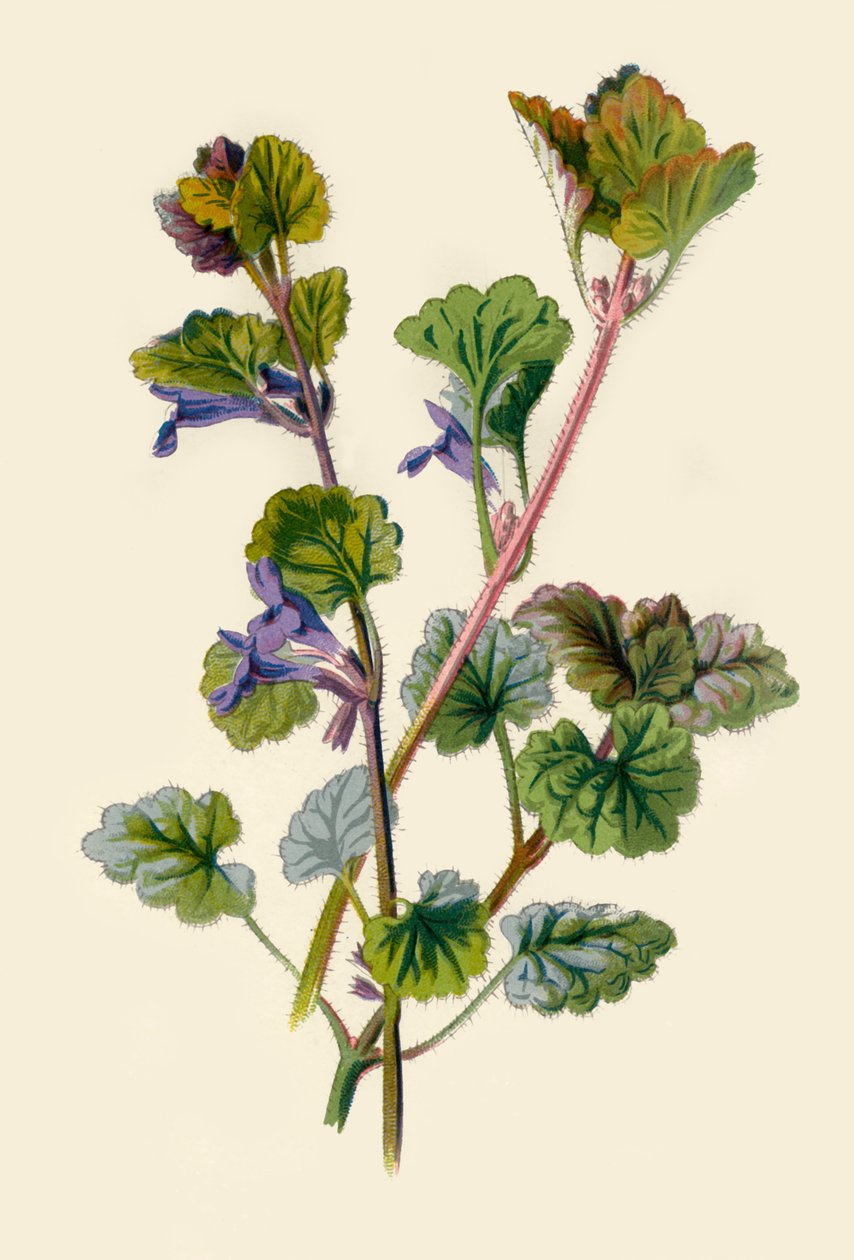 Ground Ivy by Frederick Edward Hulme