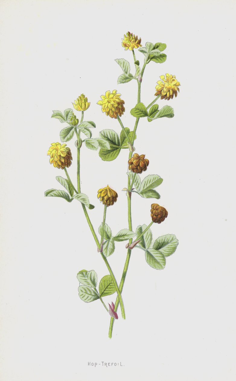 Hop-Trefoil by Frederick Edward Hulme