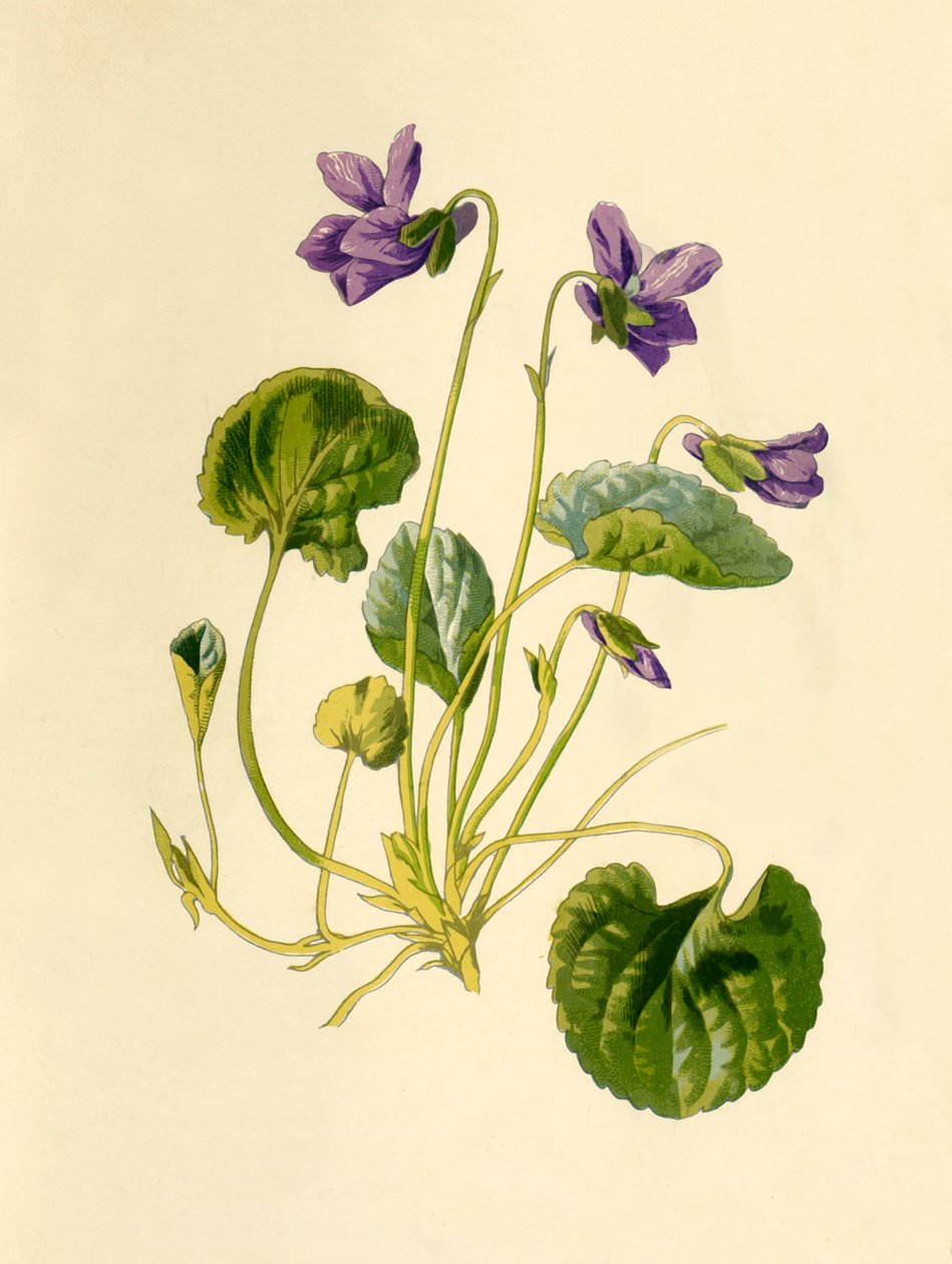Sweet Violet by Frederick Edward Hulme