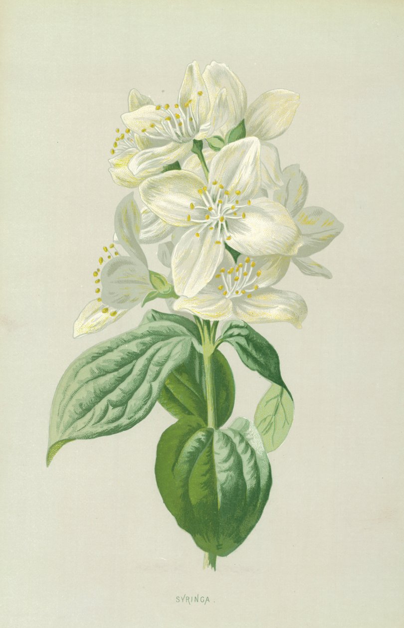 Syringa by Frederick Edward Hulme