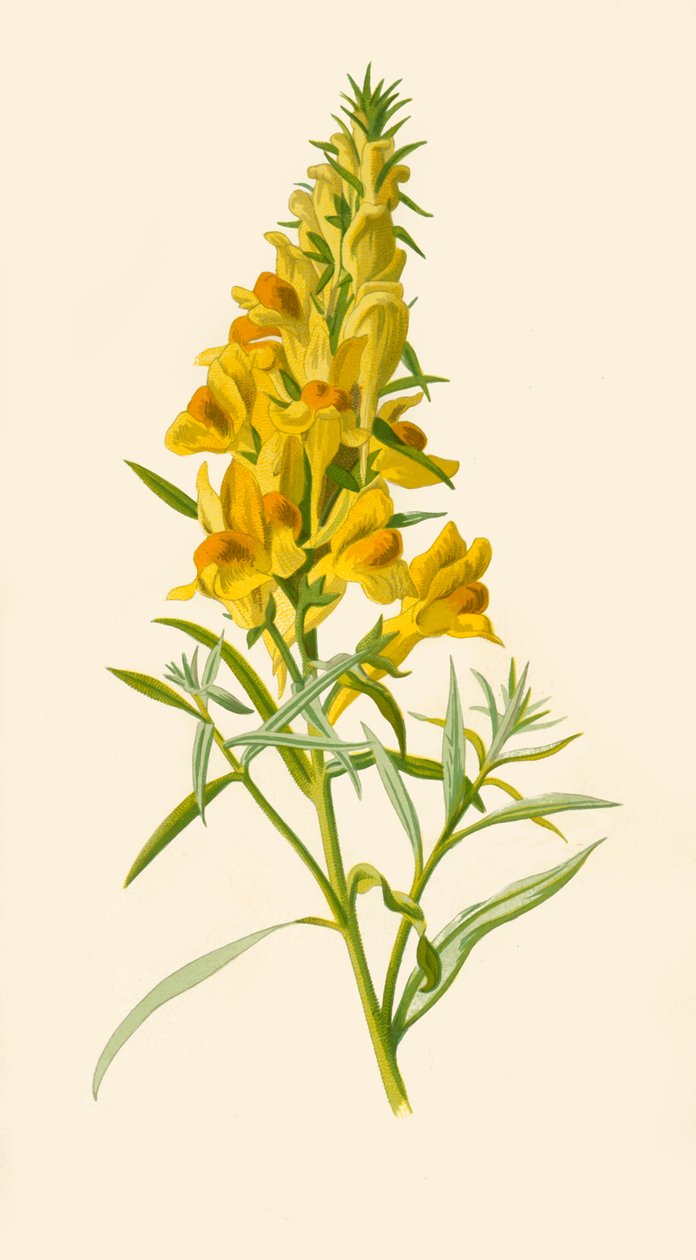 Toadflax by Frederick Edward Hulme