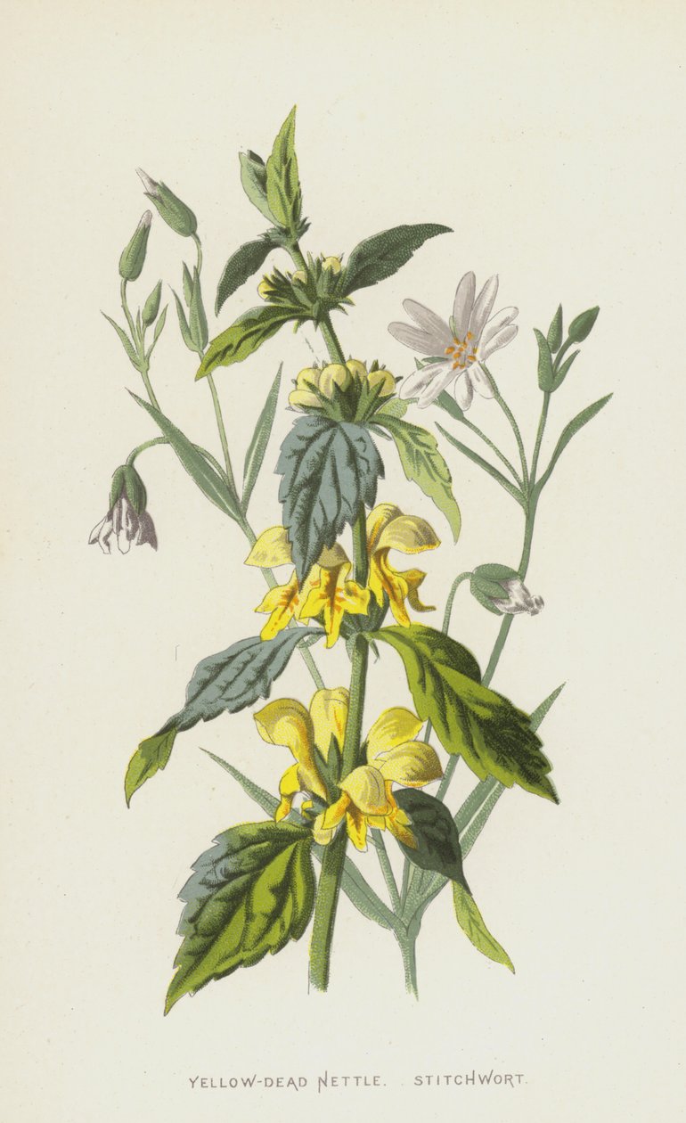 Yellow-Dead Nettle, Stitchwort by Frederick Edward Hulme