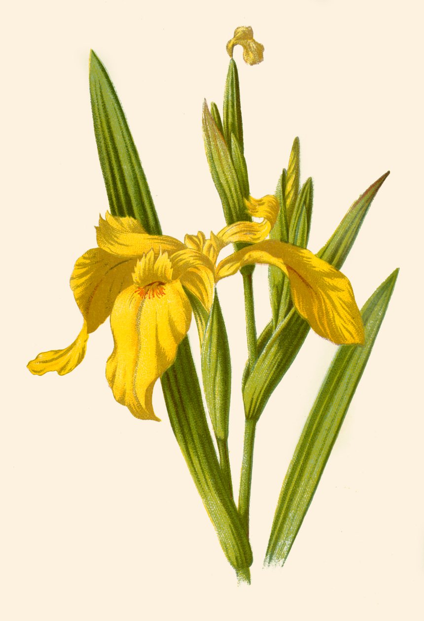 Yellow Iris by Frederick Edward Hulme