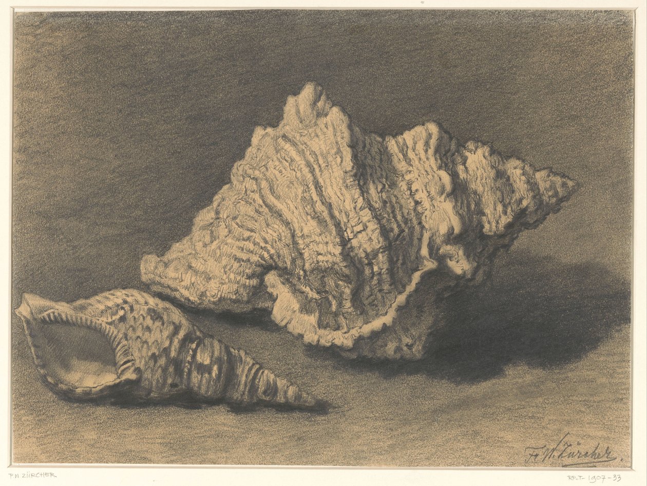 Two Shells by Frederik Willem Zürcher