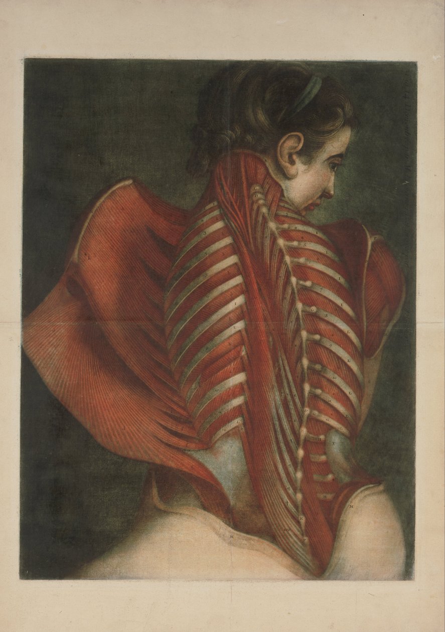 Muscles of the Back by Jacques Fabien Gautier dAgoty