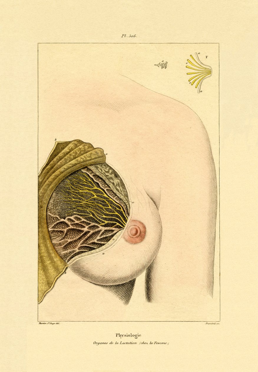 Lactation by French School