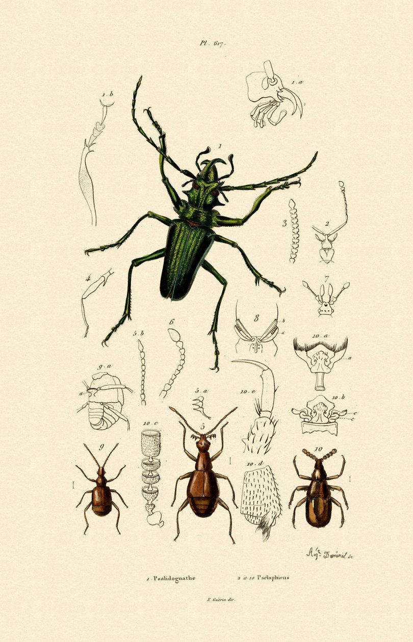 Long-horned Beetle by French School