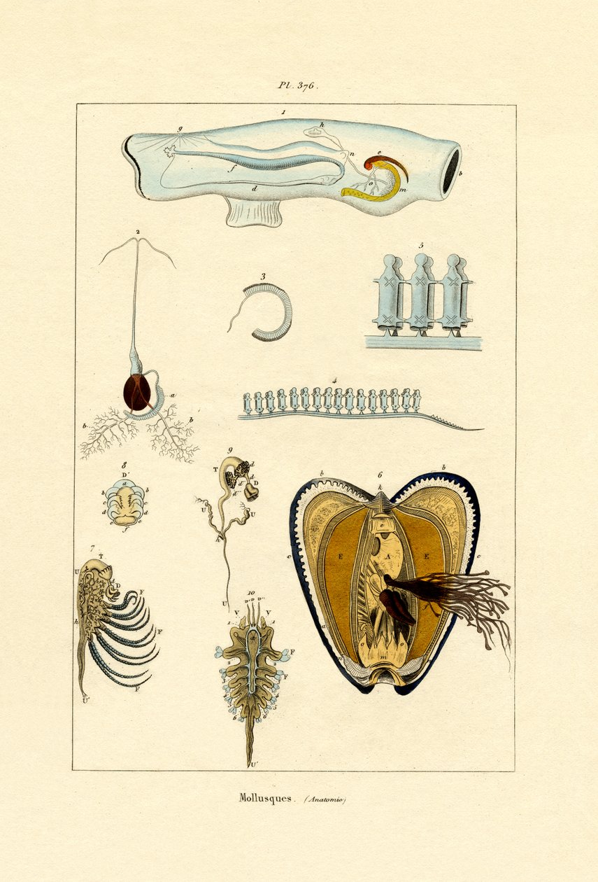 Molluscs by French School