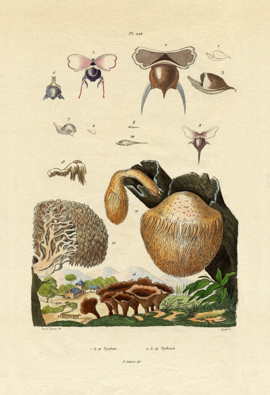 Mushrooms by French School