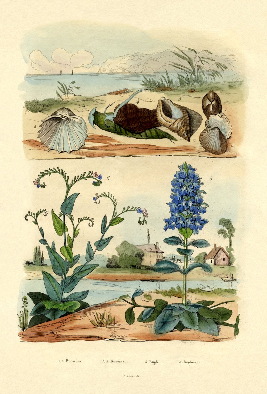 Shells by French School