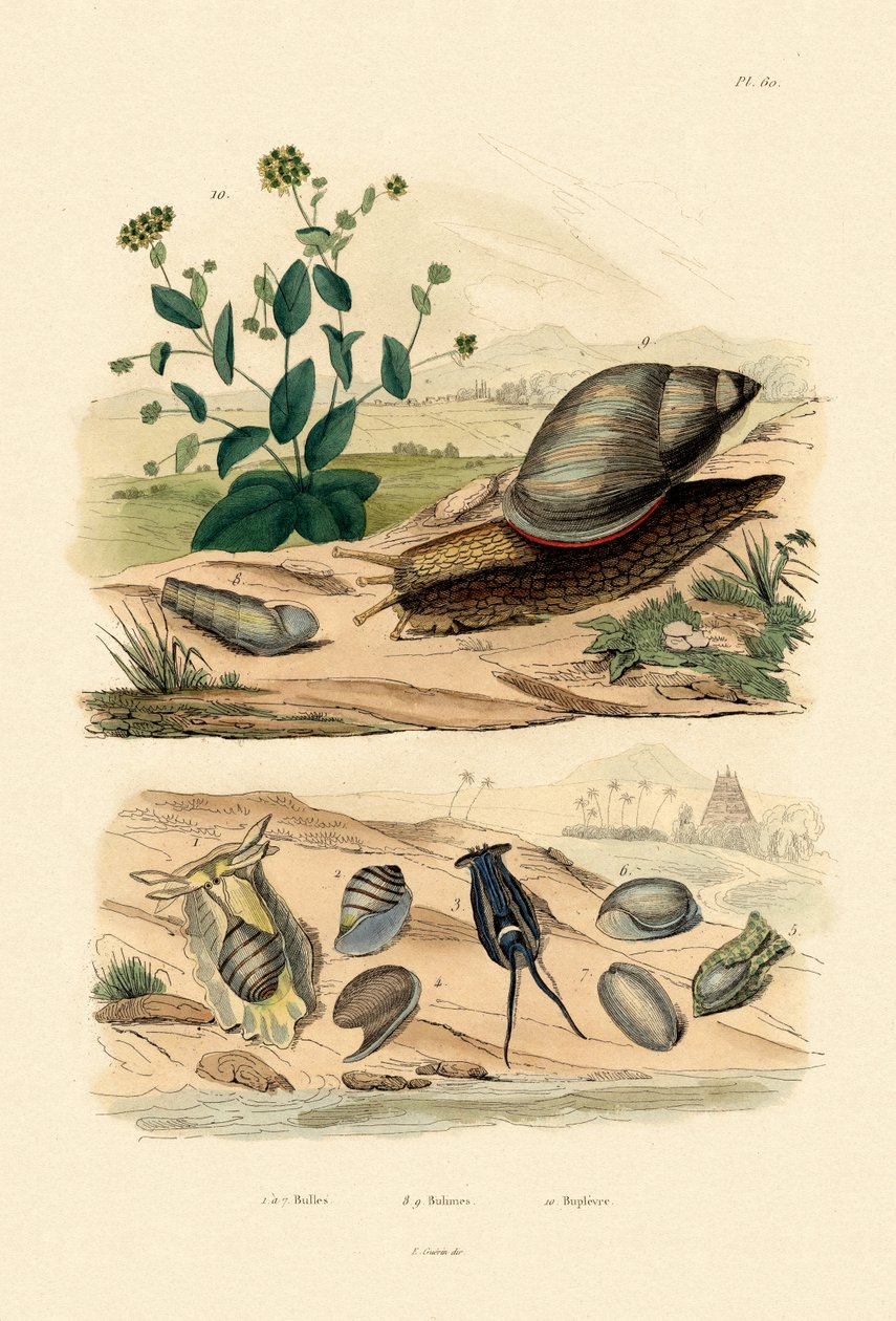 Shells by French School