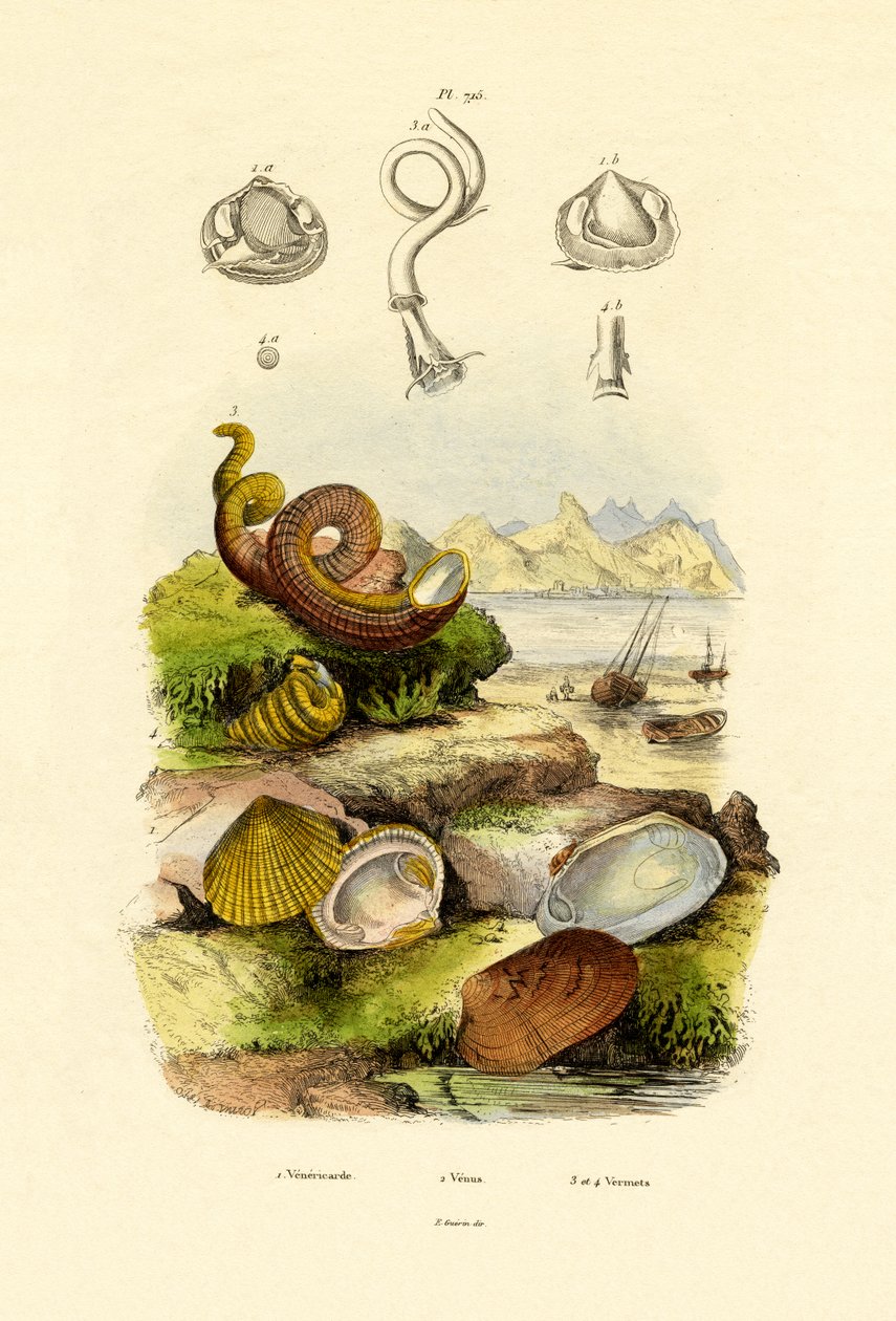 Shells by French School