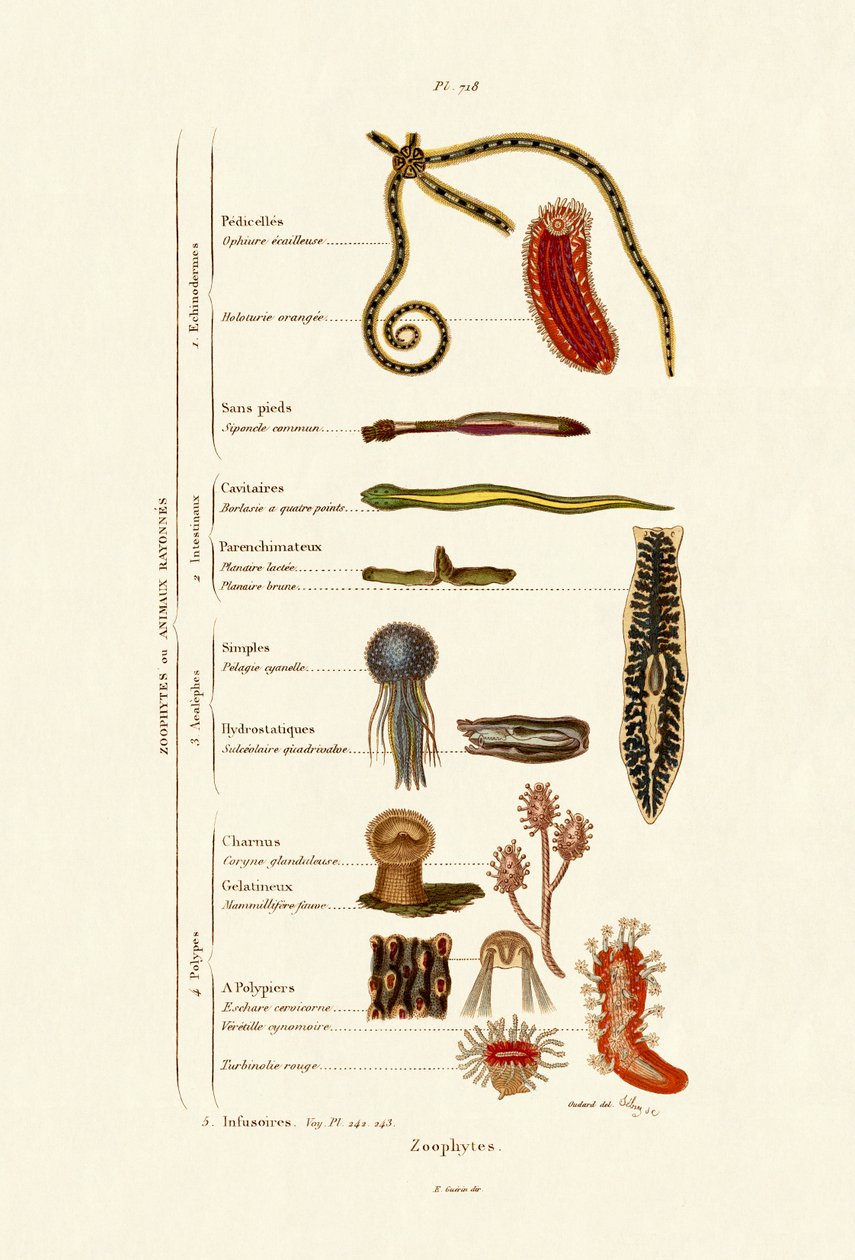 Zoophytes by French School