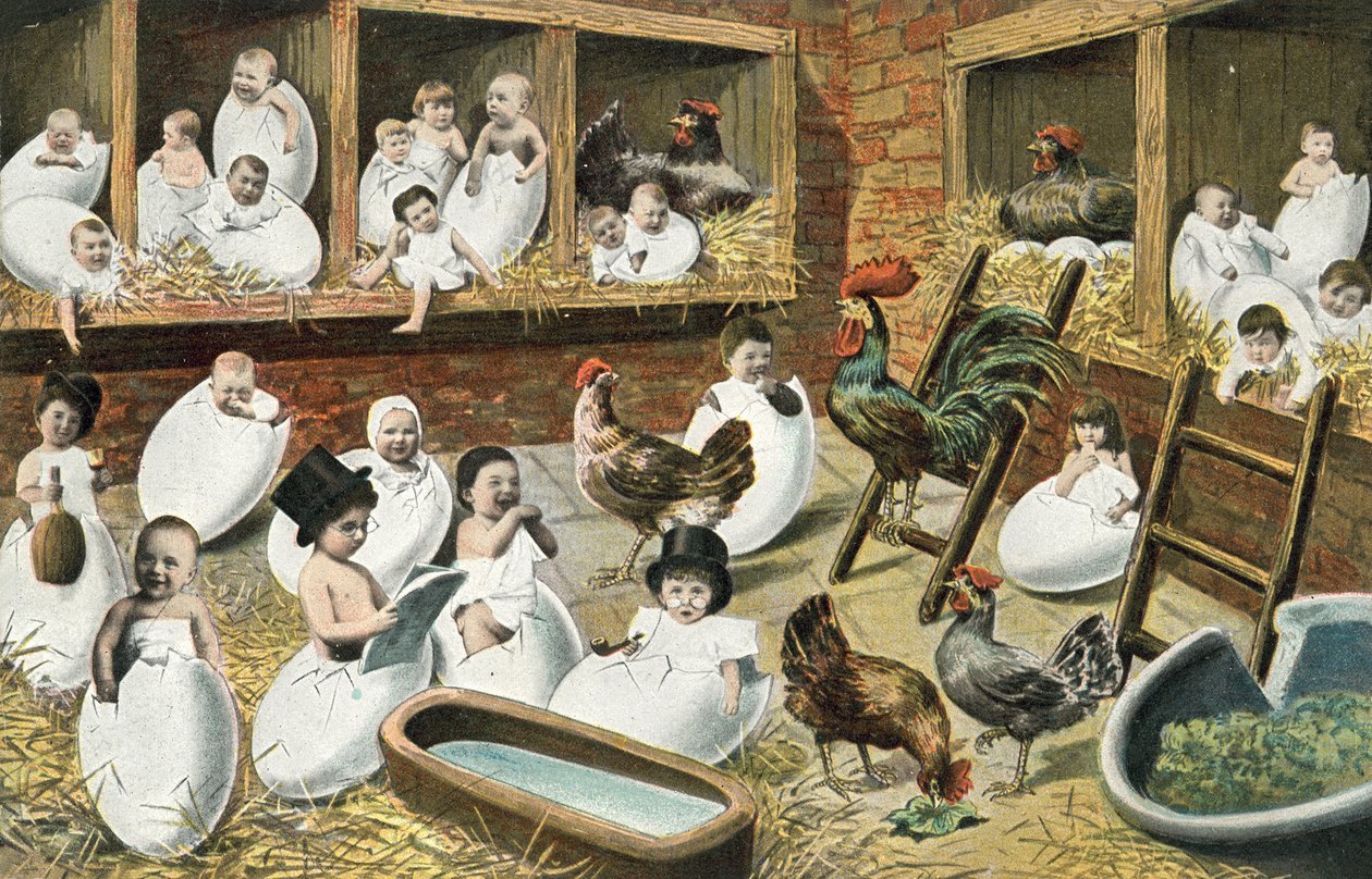 Babies Hatching from Eggs in Chicken Hutch by French Photographer