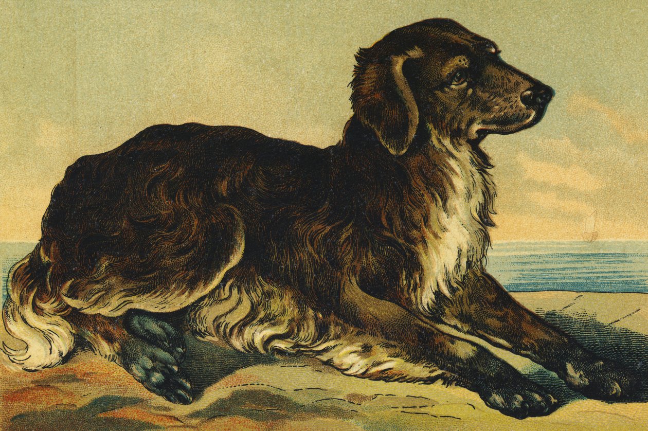 C as Dog by French School