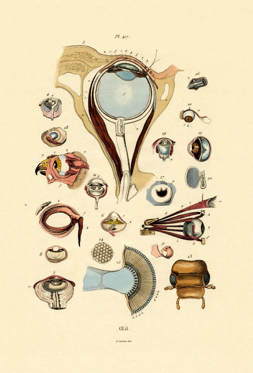Eyes by French School