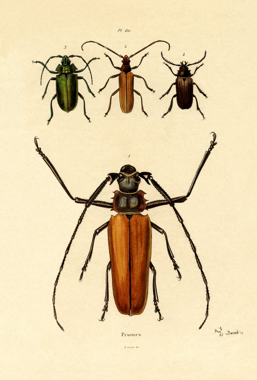 Long-horned Beetles by French School