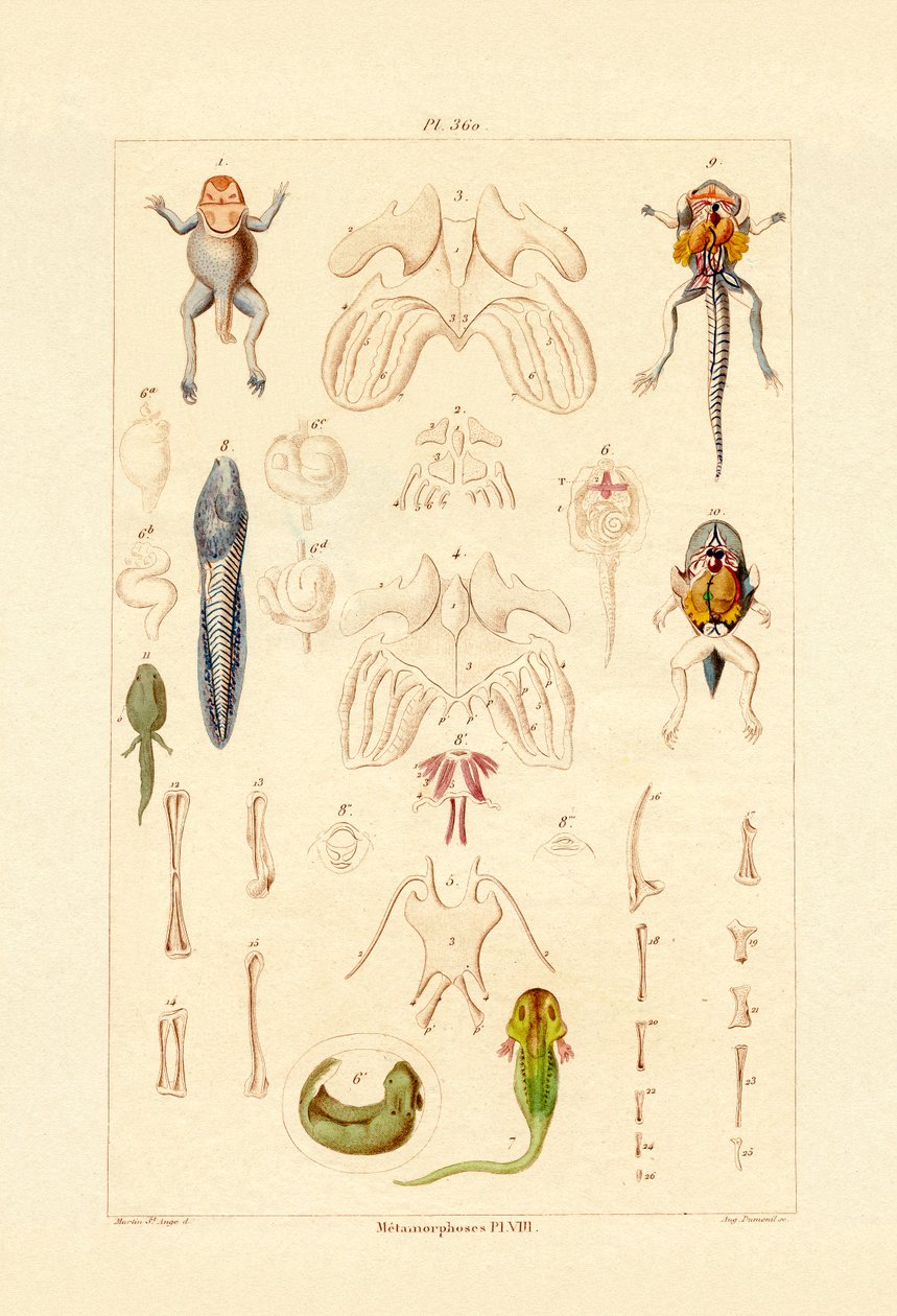 Metamorphosis by French School