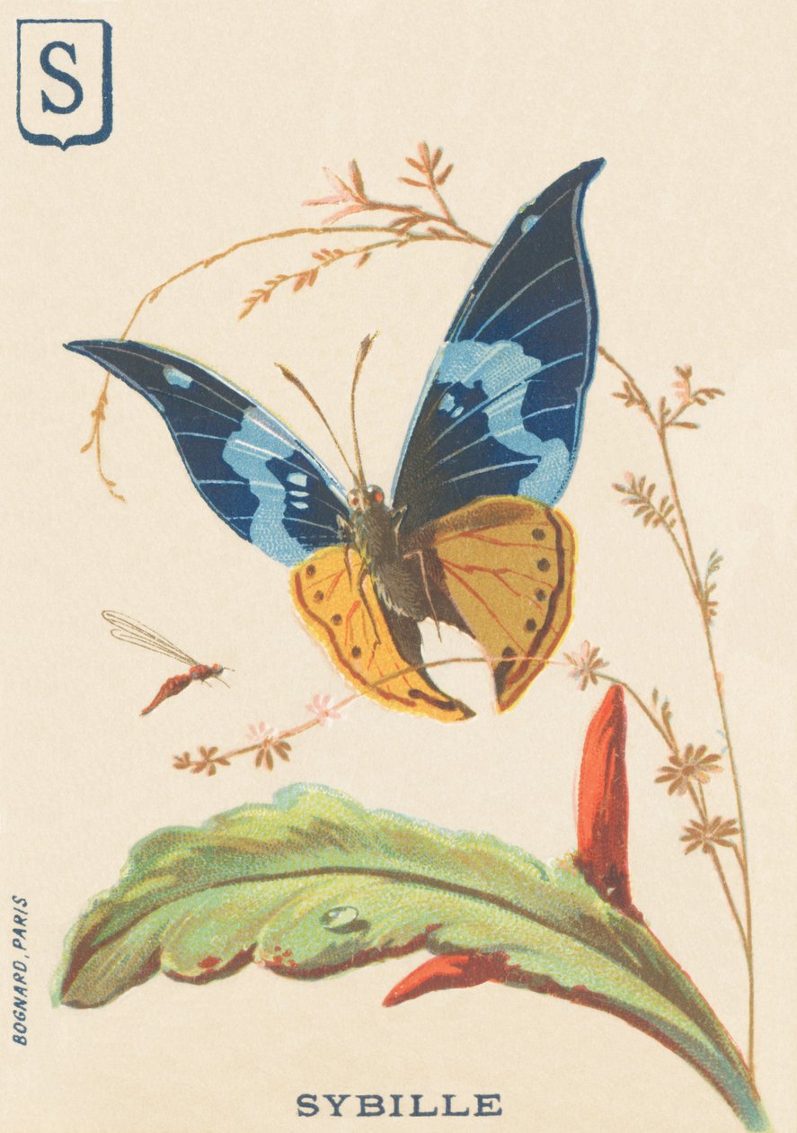 Sybil by French School