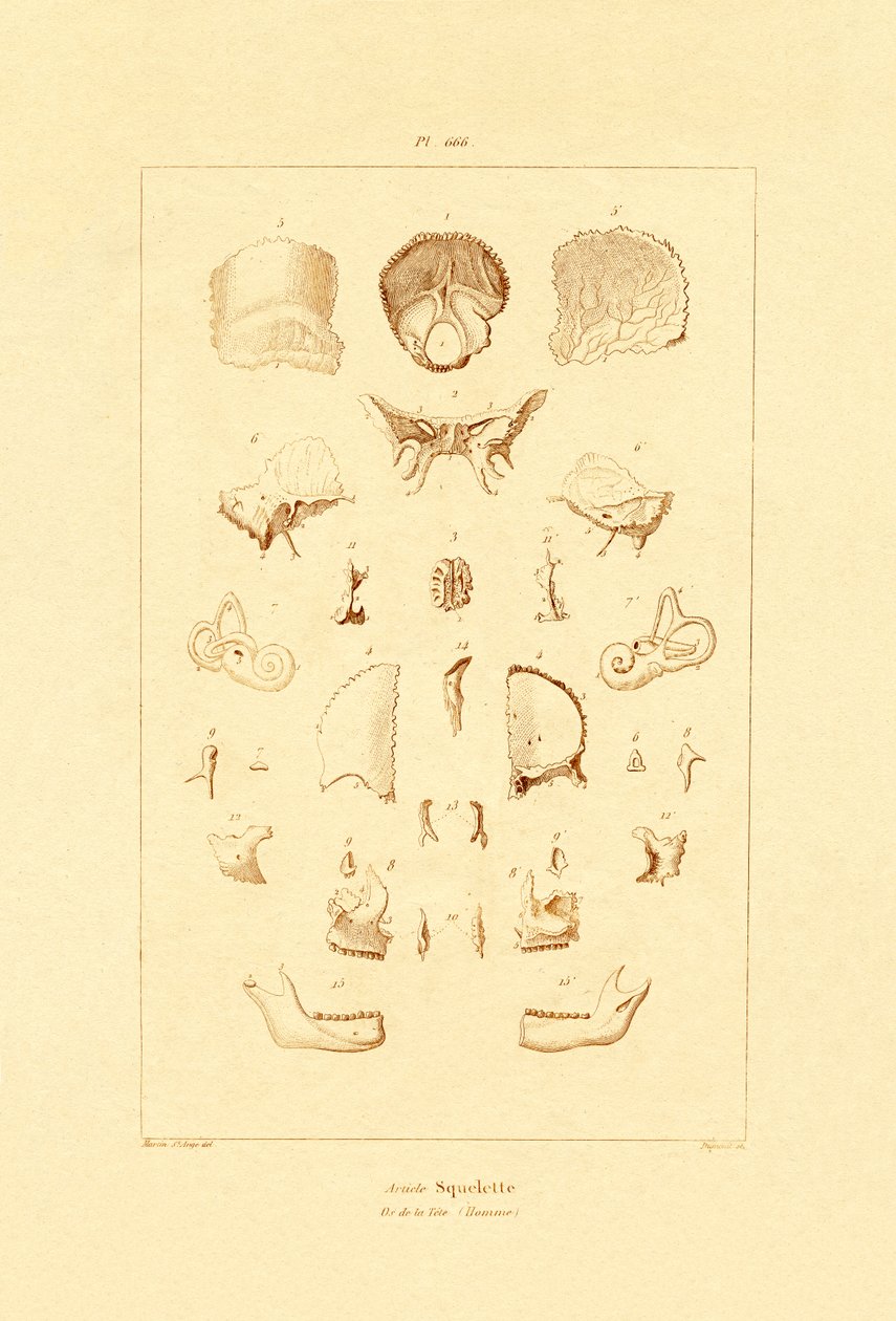 Skeleton by French School