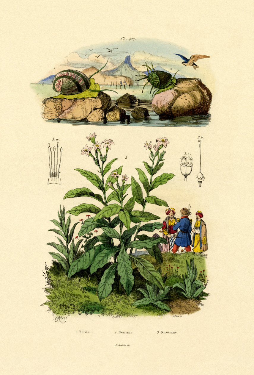 Snails by French School
