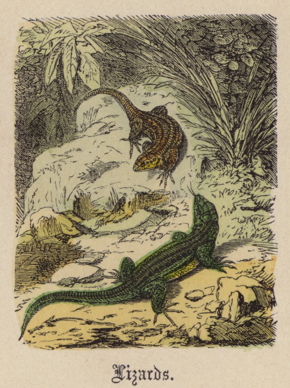 Lizards by Friedrich Specht