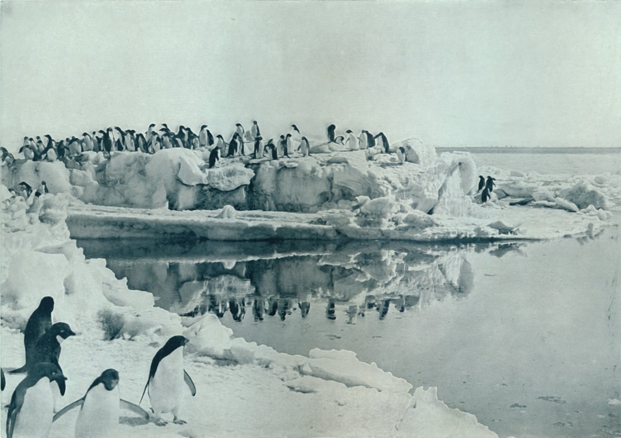 Penguins on Ice-Foot by G. Murray Levick