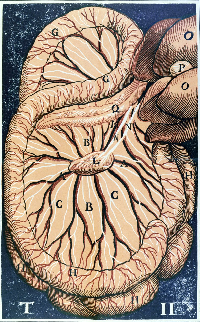 The Pancreas by Gasparo Aselli