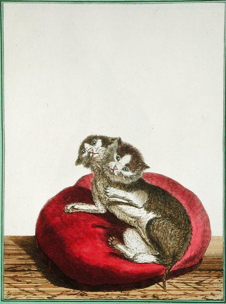 Two-headed Cat by Genevieve Regnault de Nangis