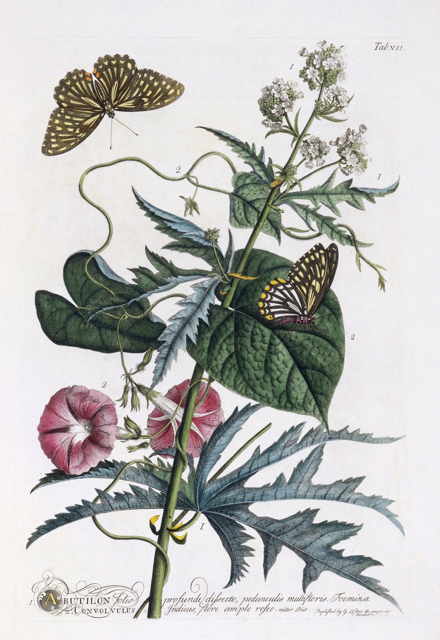 Abutilon and Convolvulus by Georg Dionysius Ehret