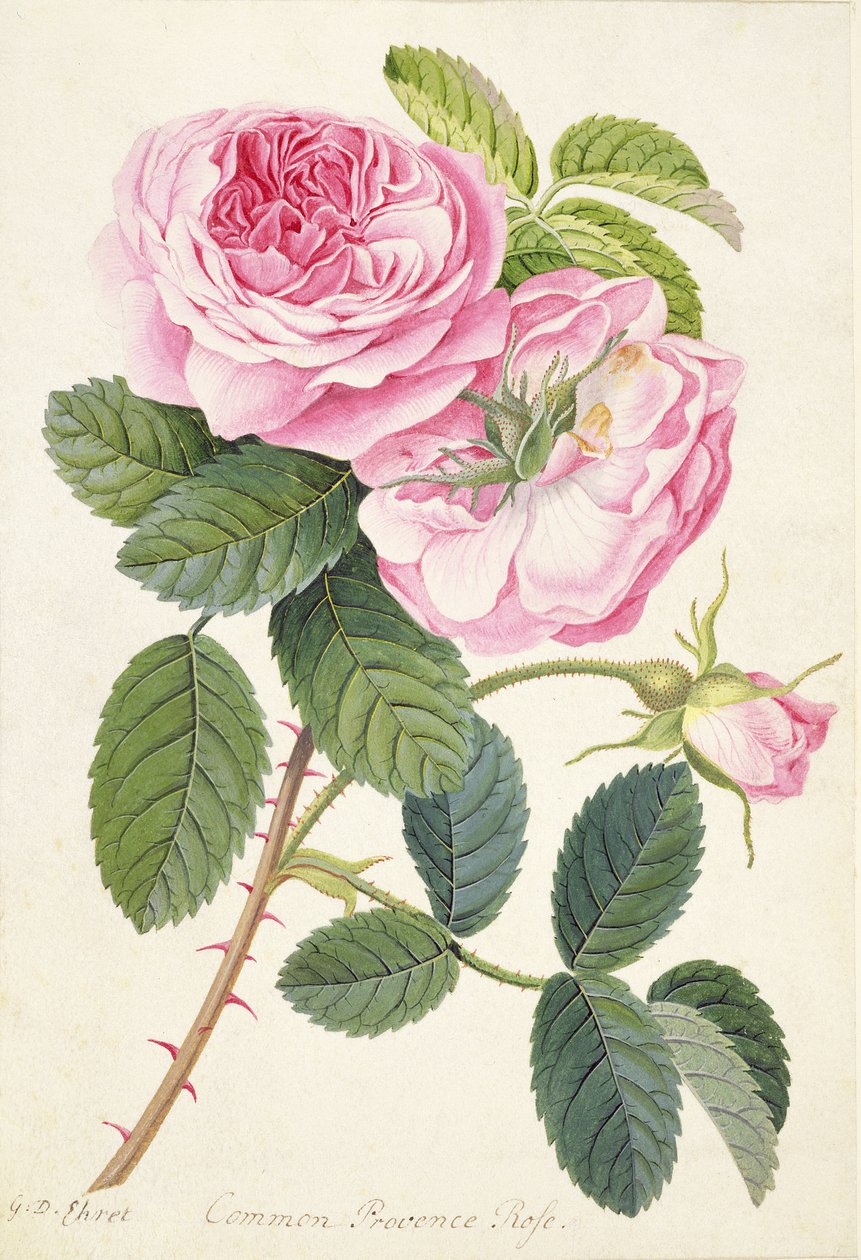 Common Provence Rose by Georg Dionysius Ehret