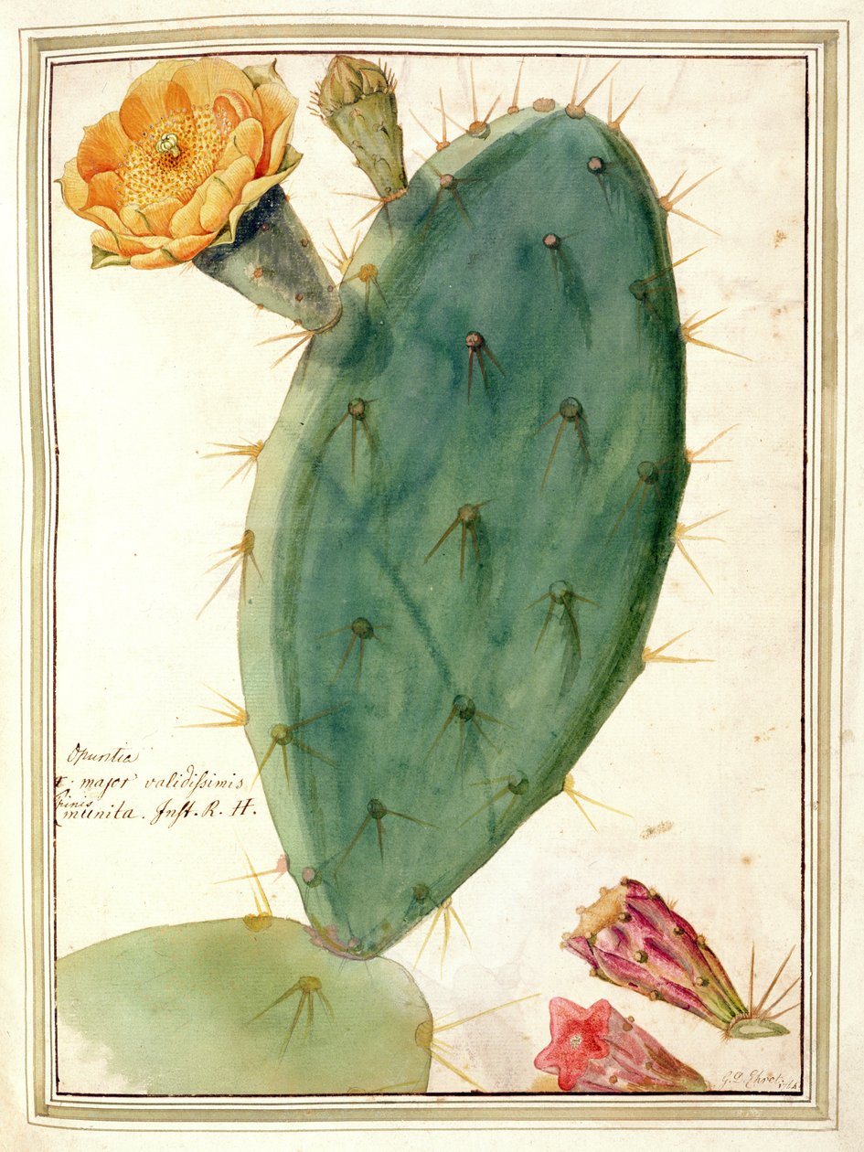 Detail of Cactus with Orange Flower by Georg Dionysius Ehret