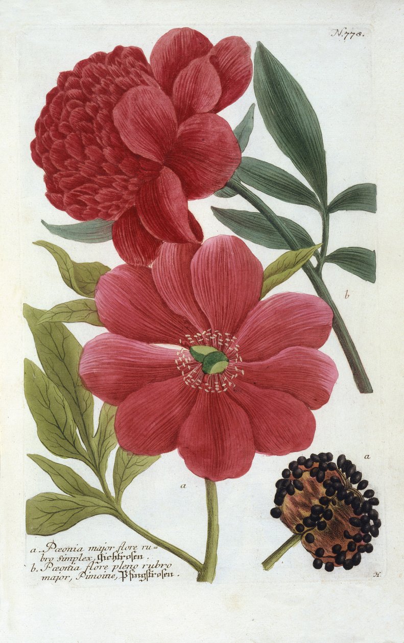 Paeonia from Johann Wilhelm Weinmann