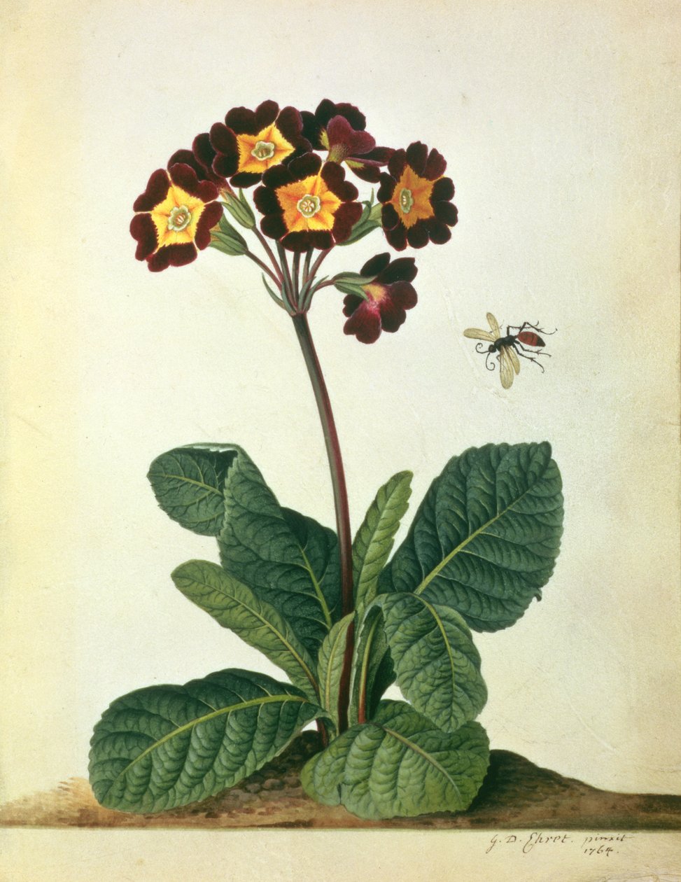 Primulaecae: a Flowering Polyanthus with a Flying Insect, 1764 by Georg Dionysius Ehret