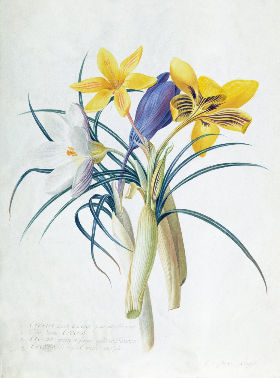 Study of Four Species of Crocus by Georg Dionysius Ehret