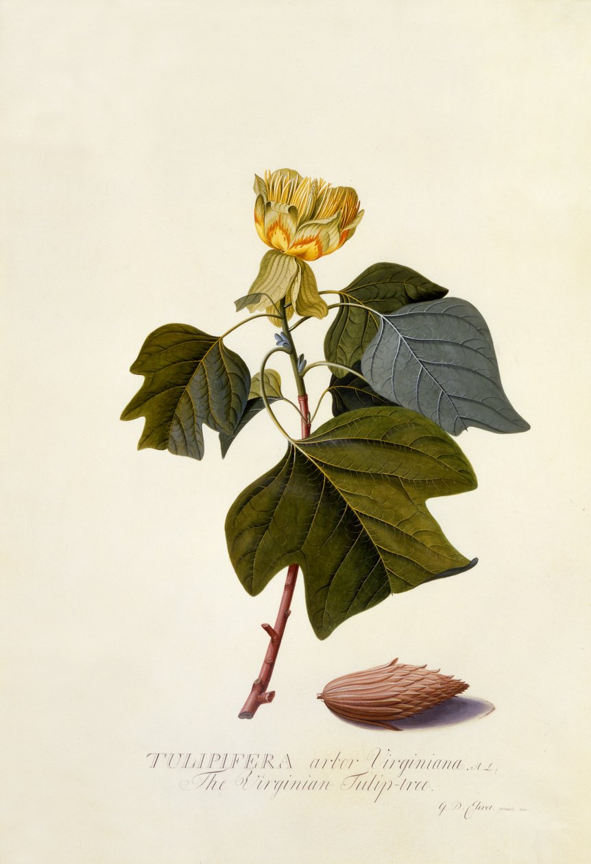 The Virginian Tulip Tree, c.1743 by Georg Dionysius Ehret