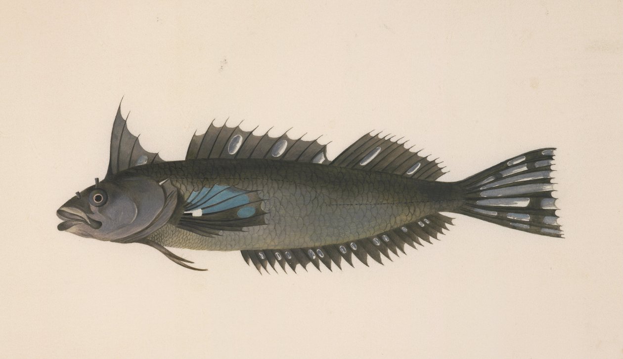 A Fish from New Zealand by Johann Georg Adam Forster