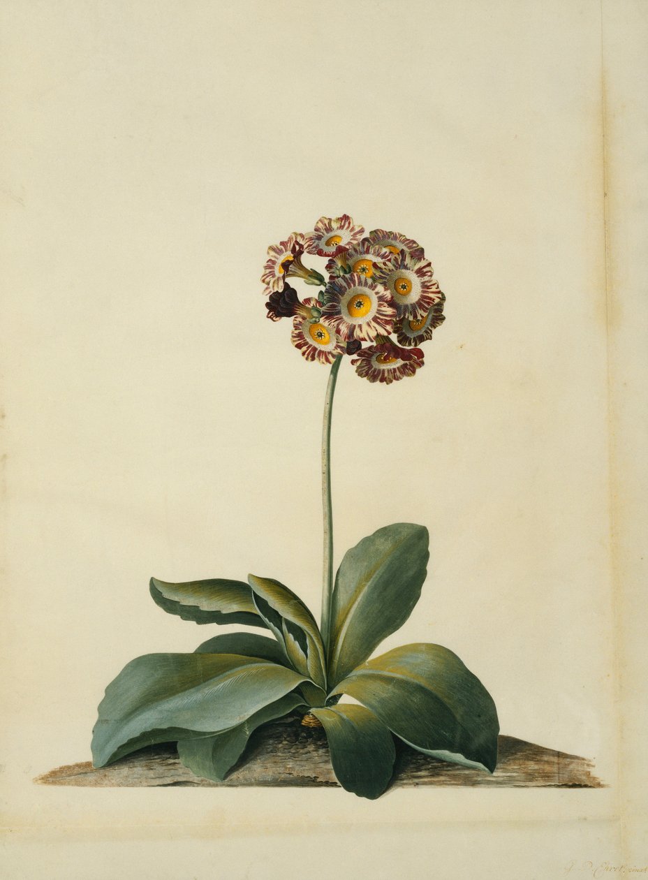A Pink Variegated Auricula by Georg Dionysius Ehret