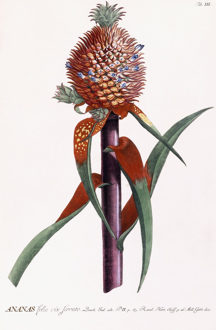 Pineapple by Georg Dionysius Ehret