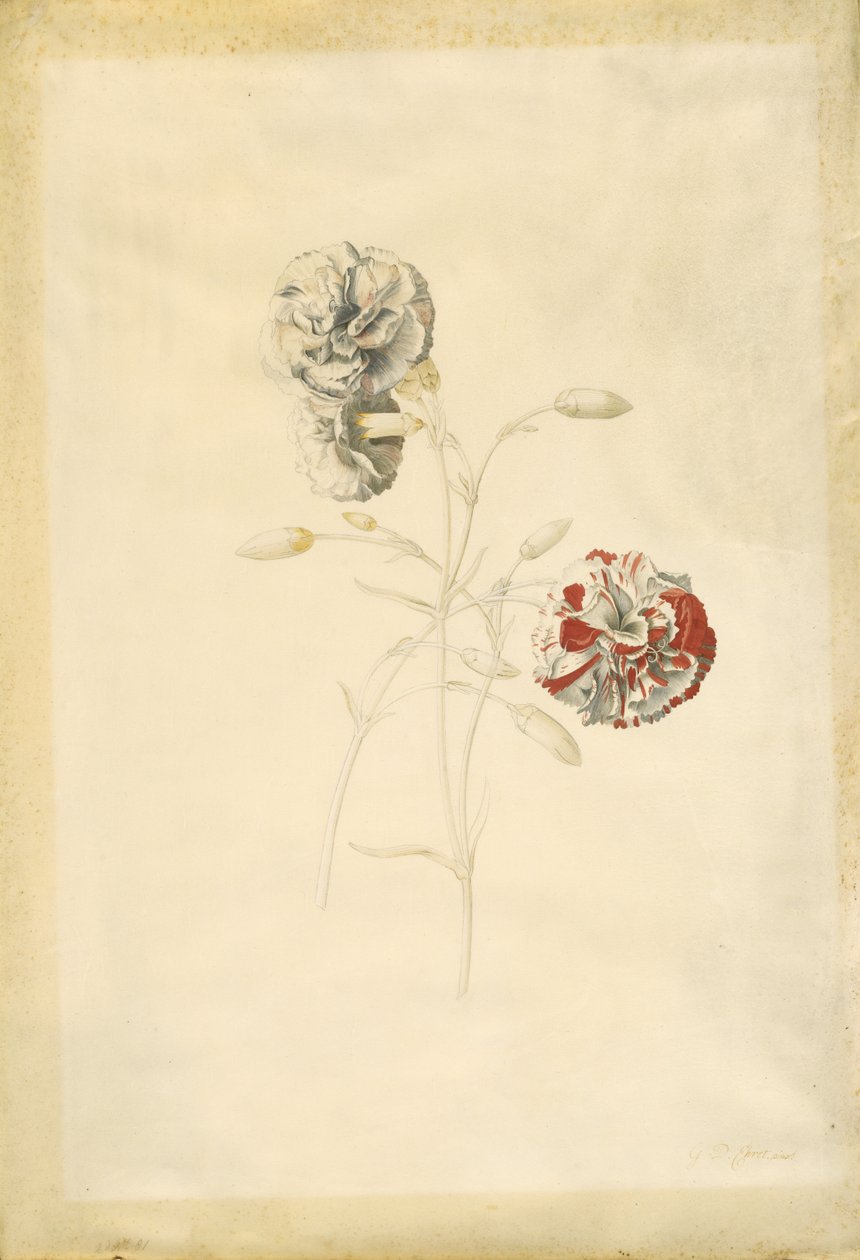 Carnations by Georg Dionysius Ehret