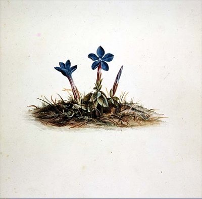 Gentian by Georg Dionysius Ehret