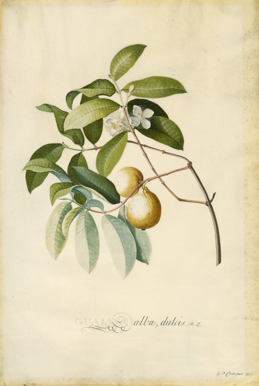 Guava by Georg Dionysius Ehret