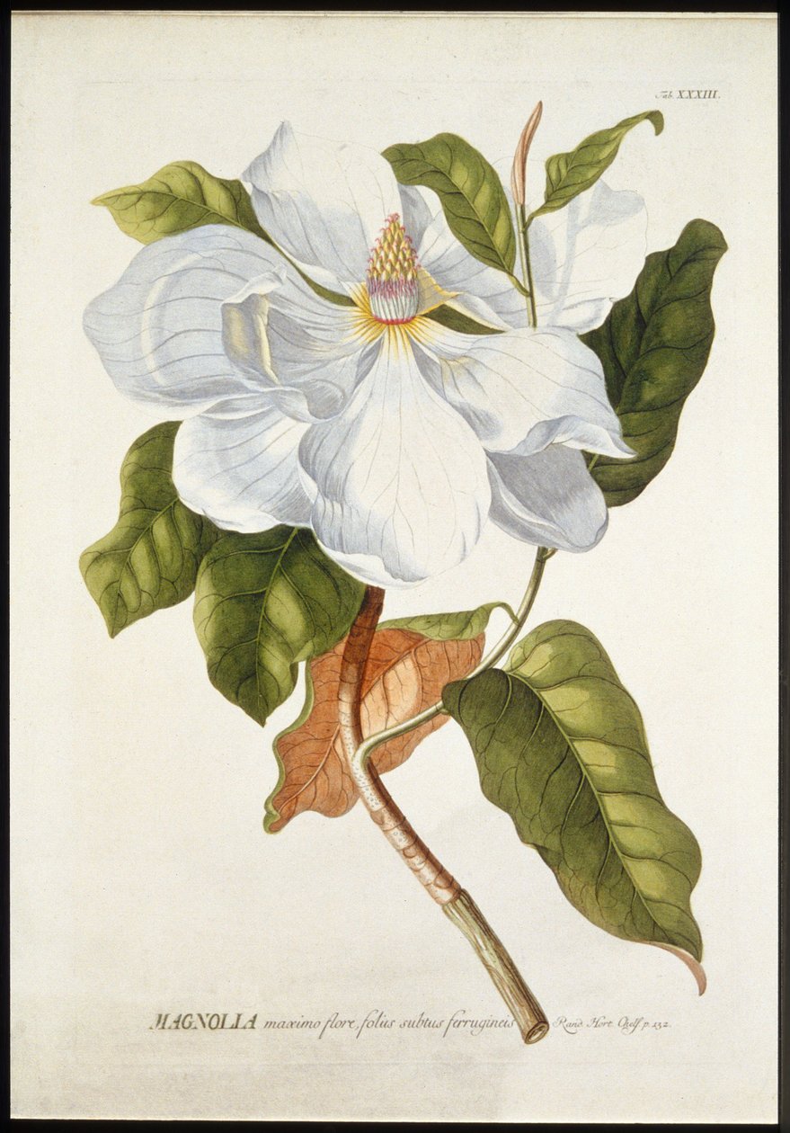 Magnolia Maxime Flore by Georg Dionysius Ehret