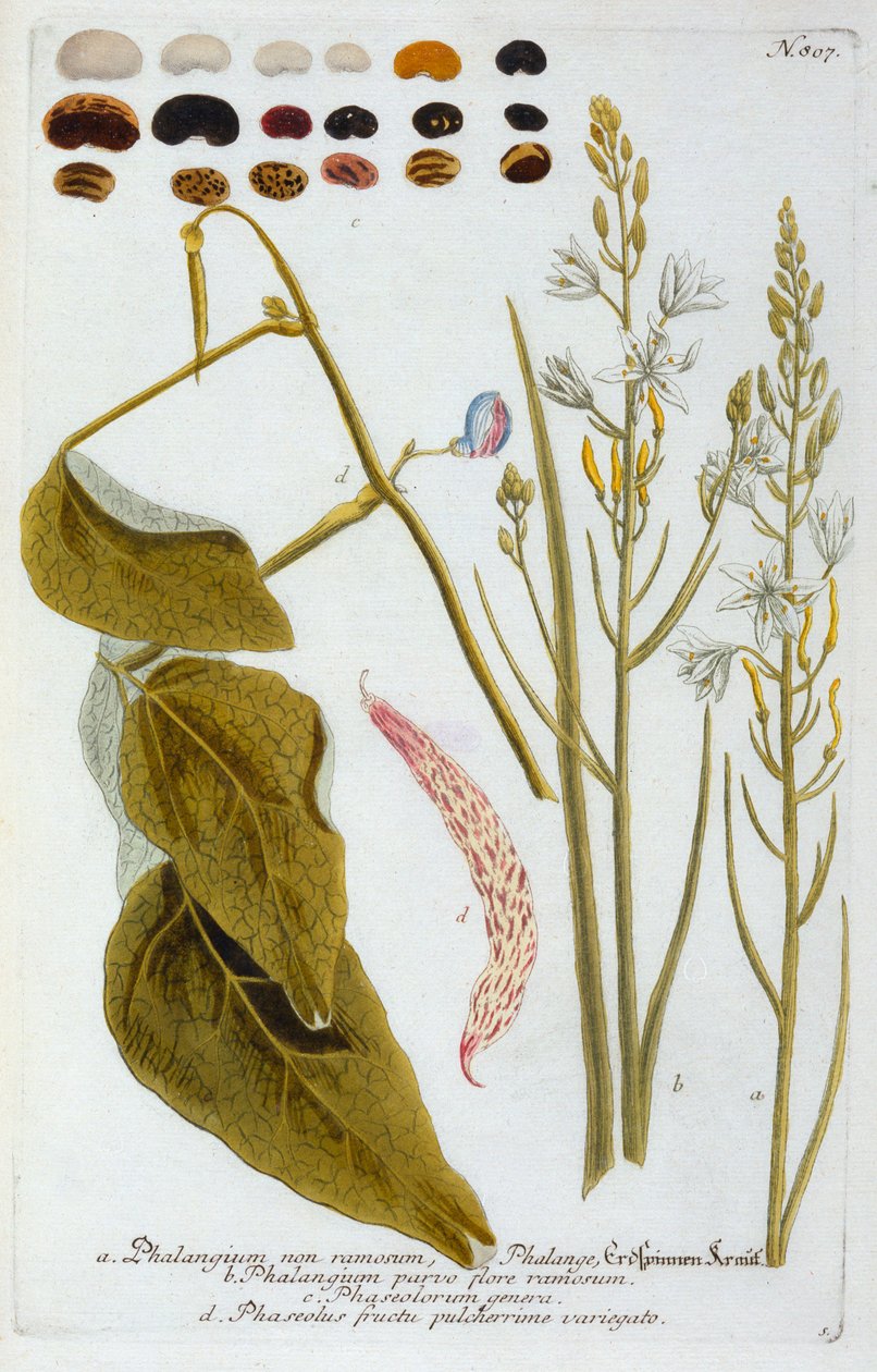 Phalangium by "Georg Dionysius Ehret