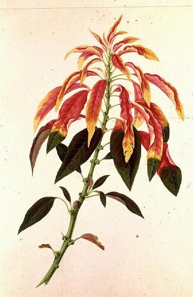 Pieris by Georg Dionysius Ehret