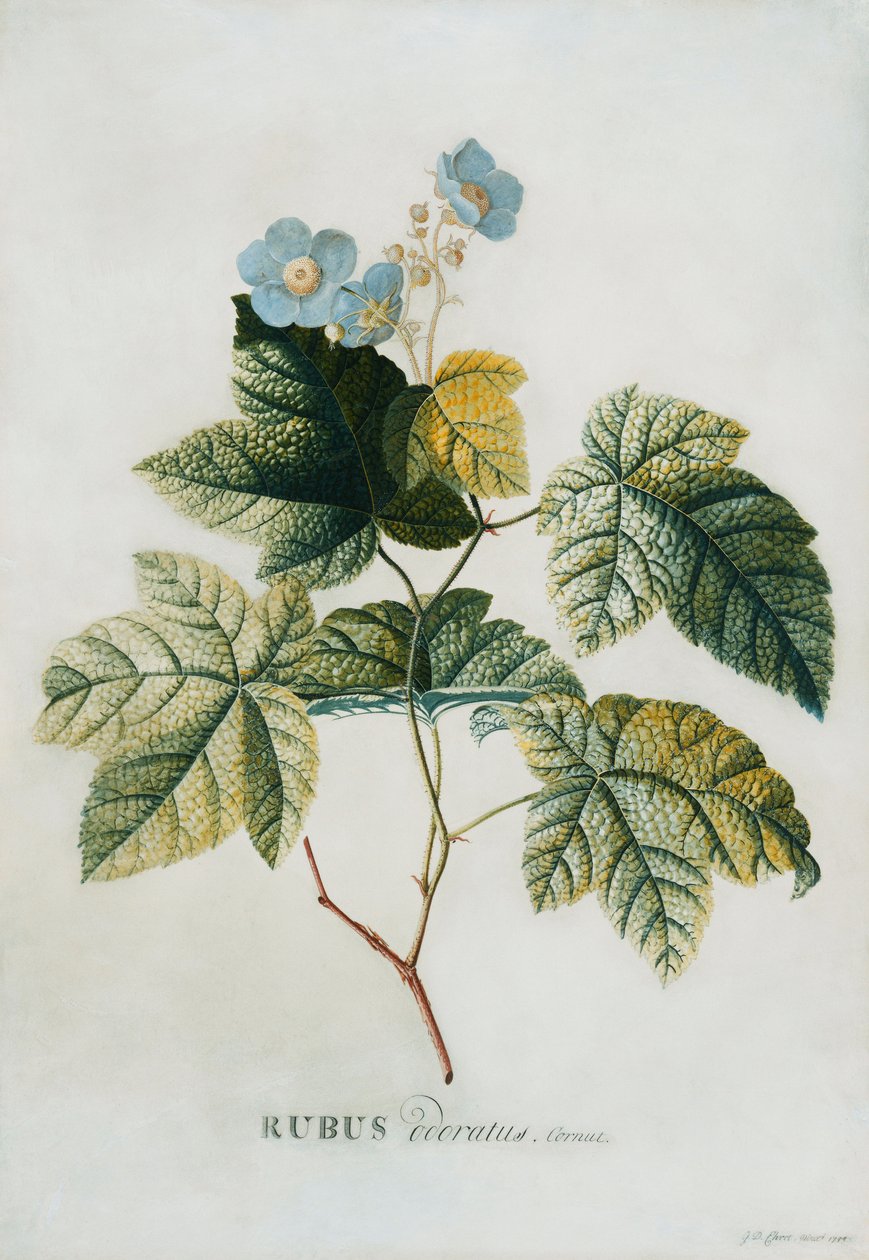 Rubus by Georg Dionysius Ehret